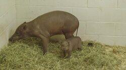 Mystery Piglet Mystery Piglet