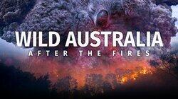 Wild Australia: After the Fires Wild Australia: After the Fires