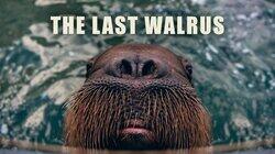 The Last Walrus The Last Walrus