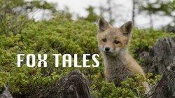 Fox Tales Fox Tales