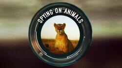 Spying on Animals Spying on Animals