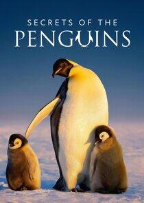 Secrets of the Penguins Secrets of the Penguins
