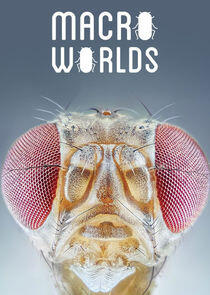 Macro Worlds Macro Worlds