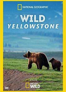 Wild Yellowstone Wild Yellowstone