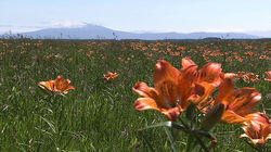 Okhotsk Summer Flower Garden Okhotsk Summer Flower Garden