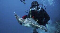 Grand Turk: Save the Turtles Grand Turk: Save the Turtles