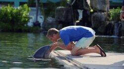 Island Dolphin Care Island Dolphin Care