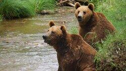Bears on the Run Bears on the Run