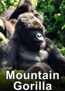 Mountain Gorilla: Mission Critical Mountain Gorilla: Mission Critical