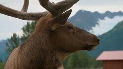 Duck, Duck, Moose! Duck, Duck, Moose!