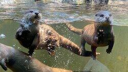 Zooborns! Zooborns!