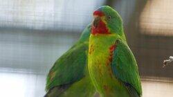 Hide and Beak Hide and Beak