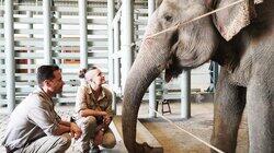 Operation: Elephant Operation: Elephant