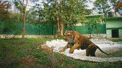 A Tiger's Tale A Tiger's Tale