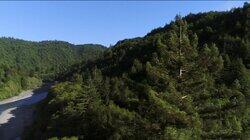 Rise of the Redwood Giants Rise of the Redwood Giants