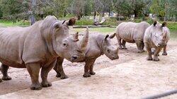 Rhi-yes or Rhino? Rhi-yes or Rhino?