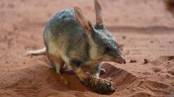 Don't Bilby a Stranger Don't Bilby a Stranger
