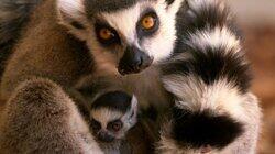 Lemur Me Alone! Lemur Me Alone!