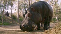 Hungry, Hungry Hippo Hungry, Hungry Hippo