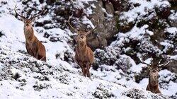 Winterwatch 2015 - Episode 3 Winterwatch 2015 - Episode 3
