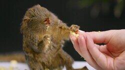 Monkey May I? Monkey May I?