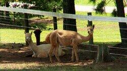 Alpacapalooza Alpacapalooza