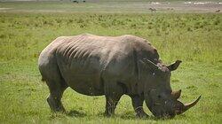 Wetland Animals Wetland Animals