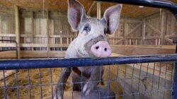 We've Got Pig Problems We've Got Pig Problems