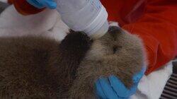 One Way Or An Otter One Way Or An Otter