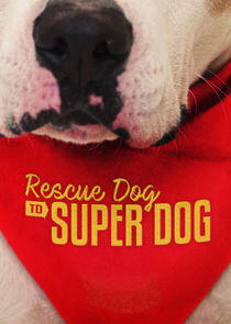 Rescue Dog to Super Dog Rescue Dog to Super Dog