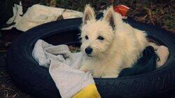 Snowball Snowball