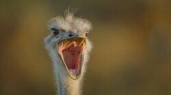 The Ostrich The Ostrich