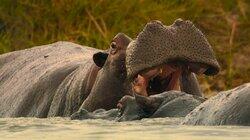 The Hippo The Hippo