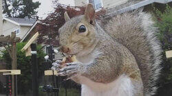 Attack of the Squirrels Attack of the Squirrels