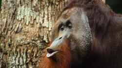 The Orangutan The Orangutan