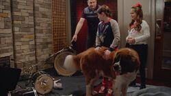 A Dog Day Thanksgiving A Dog Day Thanksgiving