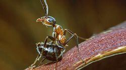 Insects Insects