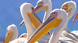 Birds Birds
