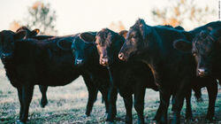 All-American Family Farms All-American Family Farms