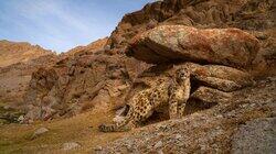 Big Cat Kingdom Big Cat Kingdom