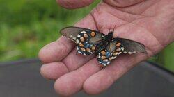 The Butterfly Keeper The Butterfly Keeper