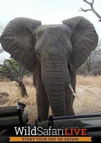 Wild Safari Live Wild Safari Live