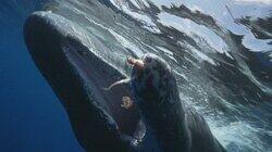 The Sperm Whales of Dominica | Monkey Island | Hanging On The Sperm Whales of Dominica | Monkey Island | Hanging On