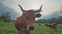 Dairy Dairy