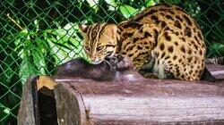 Formosan Clouded Leopard Formosan Clouded Leopard