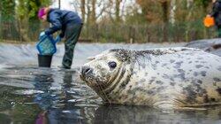 Sam and Mel's Fight for Seals