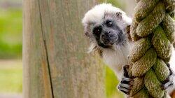 Primate Pals Primate Pals