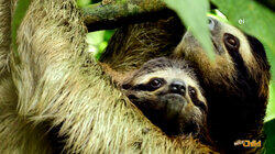 Out on a Limb Out on a Limb