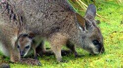 Awww-stralia Awww-stralia