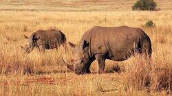 African Animals African Animals